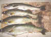 walleye01.jpg (81828 bytes)